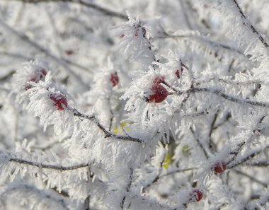 Měnič obrázků - fotografie